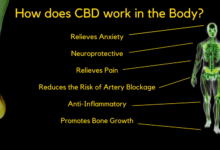 Photo of How CBD Works With The Body