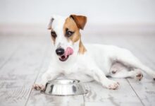 Photo of Your Puppy’s Diet is Linked to Its Health as an Adult