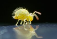 Photo of How Springtails Can Benefit Your Garden and Ecosystem