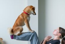 Photo of The Zen of Canine Fitness: Yoga, Swimming, and Other Low-Impact Activities for Dogs