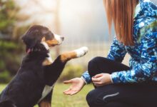 Photo of Dog Training Made Simple: A Step-by-Step Guide for New Pet Owners (2024)