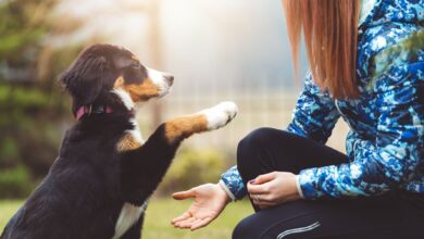 Photo of Dog Training Made Simple: A Step-by-Step Guide for New Pet Owners (2024)