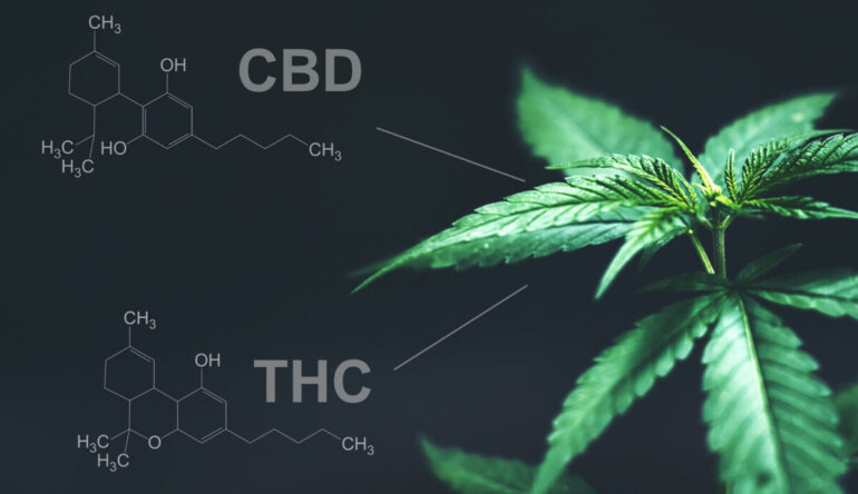 CBD and its Relationship with THC