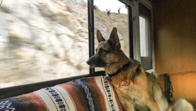Photo of RVing with Pets: 8 Tips for a Happy and Safe Journey 