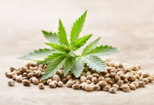 Photo of How to Select the Right Cannabis Seeds for Your Climate
